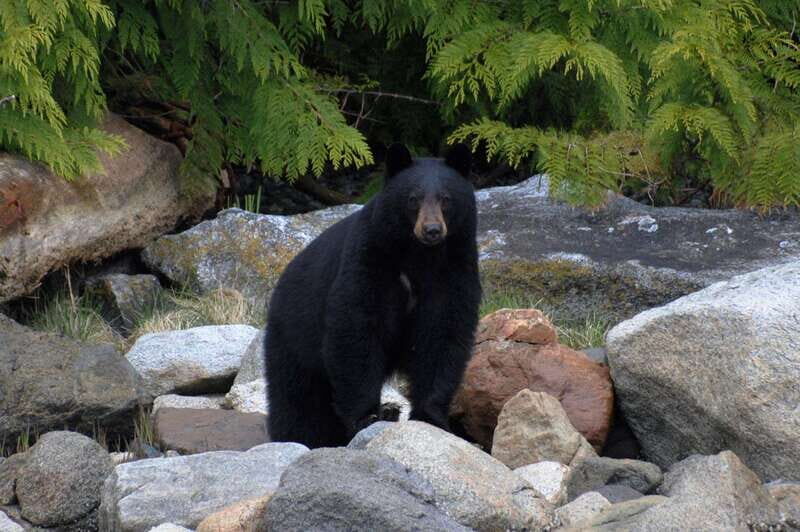 Campbell River: Spring Bear Watching & Waterfalls Boat Tour - A Detailed Look at What to Expect