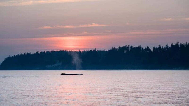 Campbell River: Sunset Salish Sea Whale Watching Tour - Practical Details and Tips