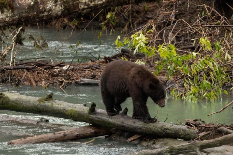 Campbell River: Toba Bears and Wilderness Grizzly Bear Tour - Key Points