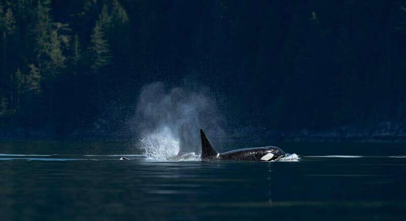Campbell River: Whale Watching and Wildlife Viewing Day Tour - An In-Depth Look at the Wildlife Tour