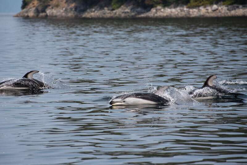 Campbell River: Whale Watching and Wildlife Viewing Day Tour - FAQ