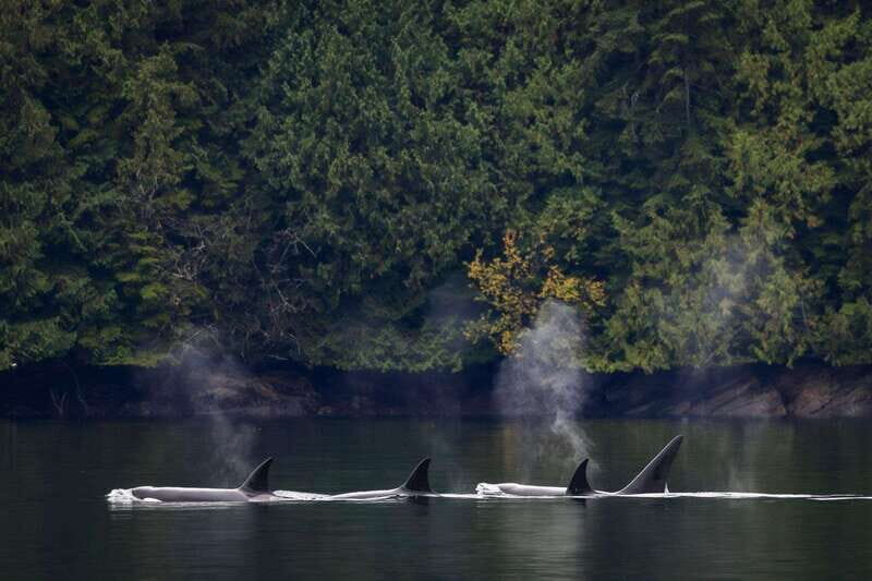 Campbell River: Whale Watching and Wildlife Viewing Day Tour - Final Thoughts: Who Is This Tour Great For?