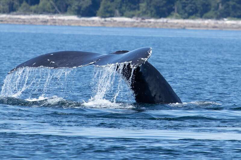 Campbell River: Whale Watching Cruise with Lunch - A Detailed Look at the Experience