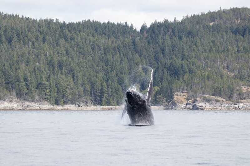 Campbell River: Whale Watching Cruise with Lunch - FAQ