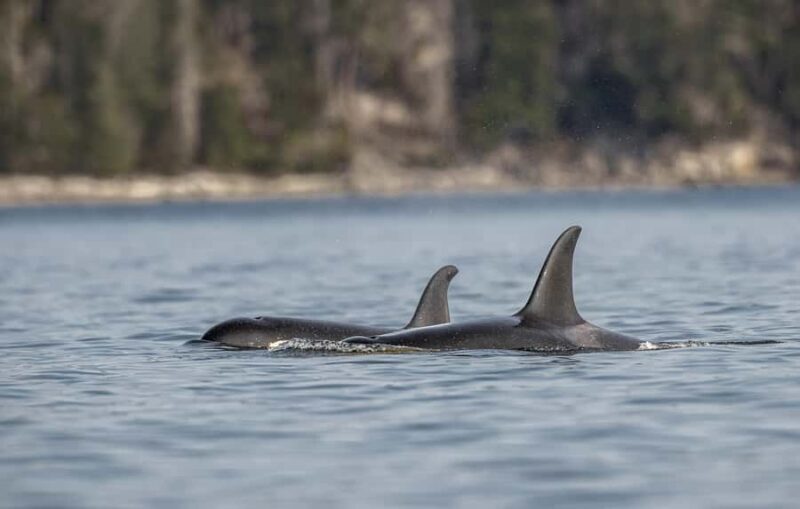 Campbell River - Whale watching: Family & budget-friendly - Why This Tour Offers Great Value
