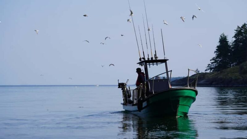 Campbell River - Whale watching: Family & budget-friendly - FAQ