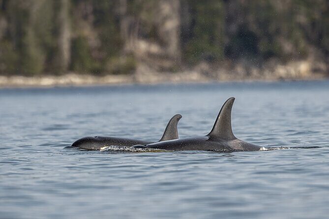 Campbell River - Whale Watching: Private & budget-friendly - Key Points