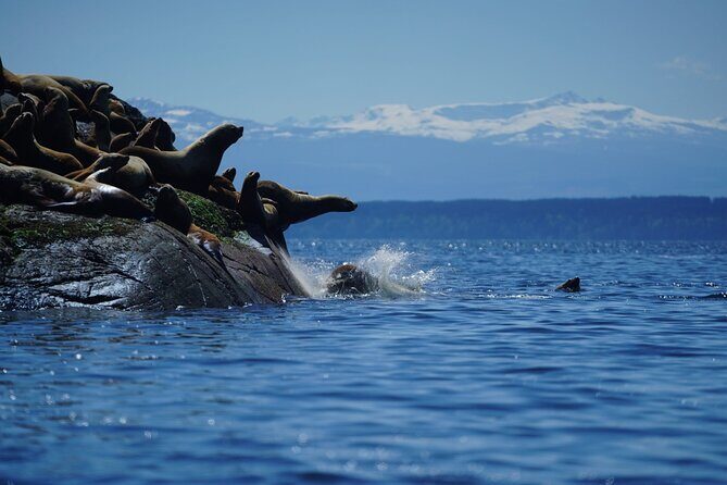 Campbell River - Whale Watching: Private & budget-friendly - Exploring the Experience in Depth