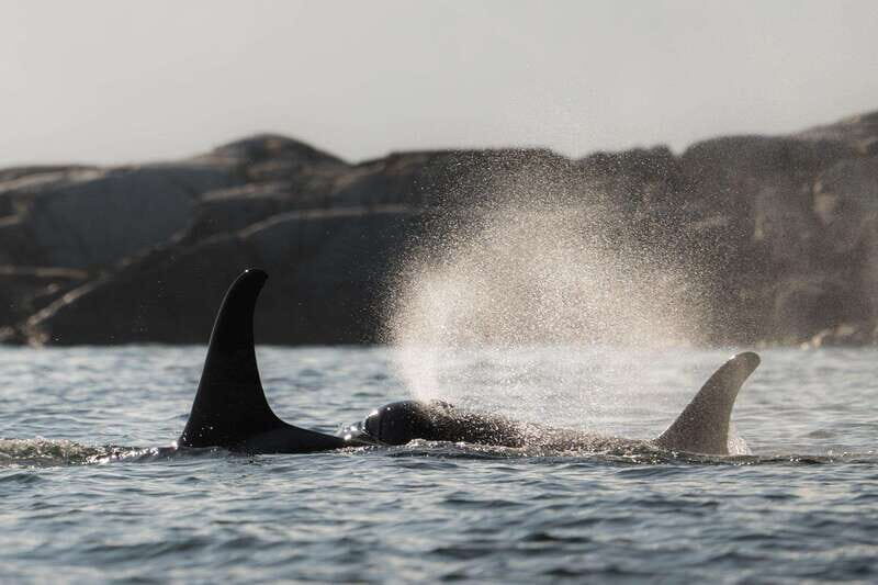 Campbell River: Whale & Wildlife Discovery Cruise - Key Points