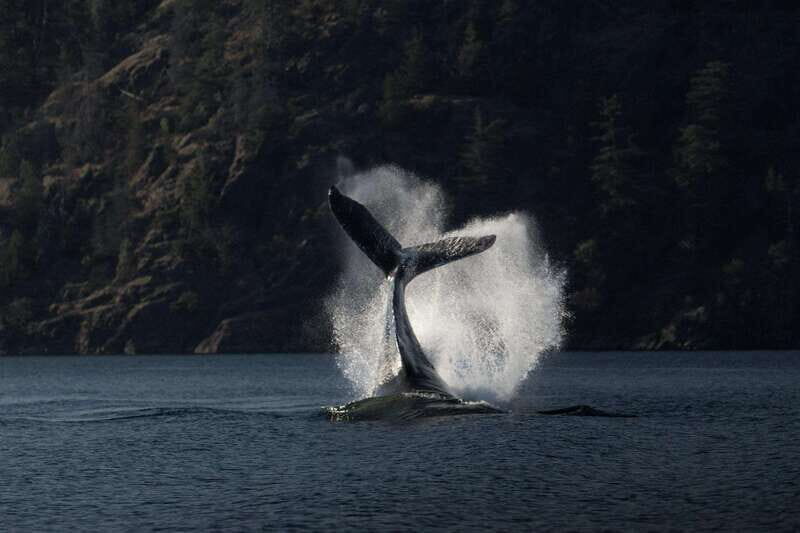 Campbell River: Whale & Wildlife Discovery Cruise - Why This Cruise Stands Out