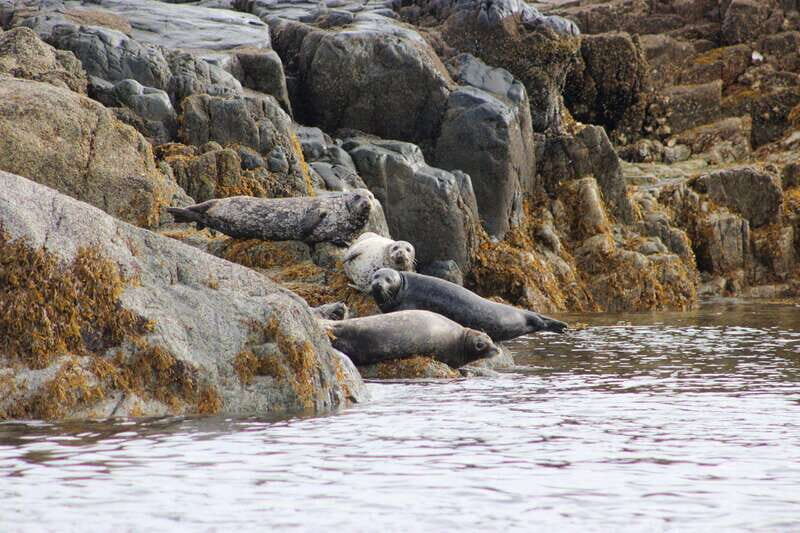 Campbell River: Whale & Wildlife Discovery Cruise - Who Will Love This Tour?