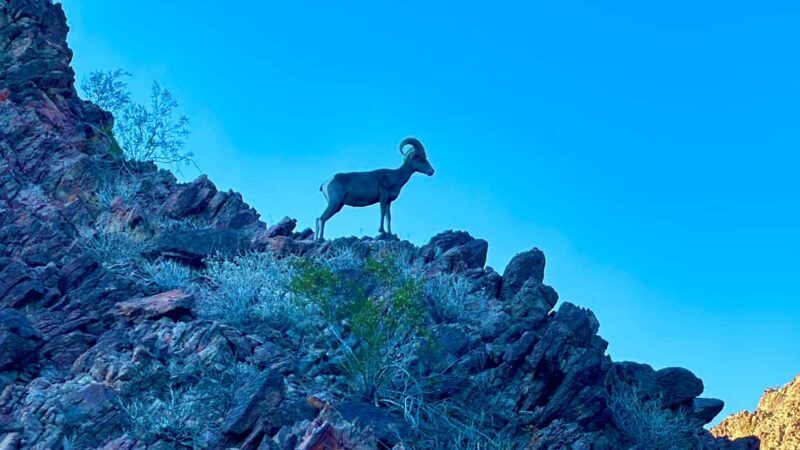 Camping Las Vegas Trip from Base of Hoover Dam, Black Canyon - Who Should Consider This Tour
