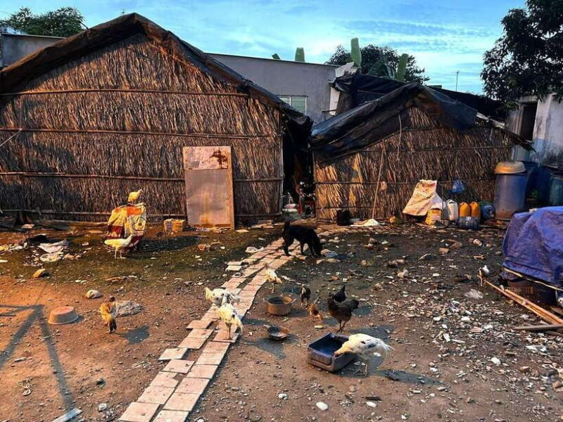 Can Gio Day Tour: Monkeys, Crocodiles, Canoe & Seafood Lunch - Exploring the Cần Gi Day Tour in Detail