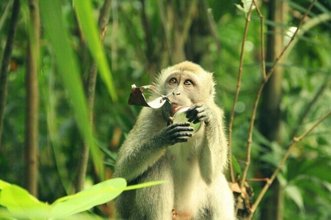 Can Gio Mangrove Biosphere Reserve 1 day - Who Is This Tour Best For?