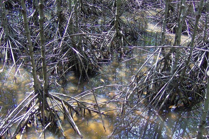 Can Gio Mangrove Biosphere Reserve 1 day - FAQ