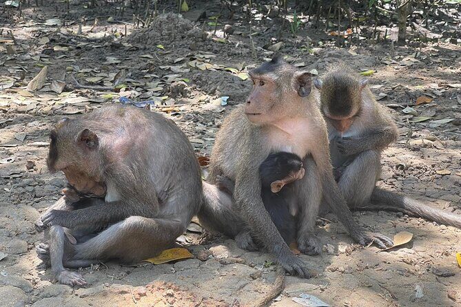 Can Gio Mangroves - Monkey Island by Motorbike and Scooter - Key Points