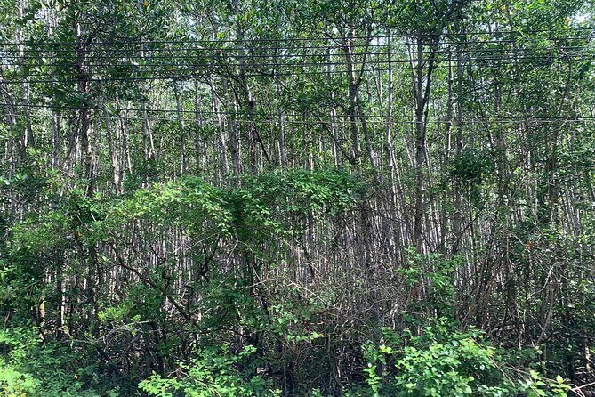 Can Gio Mangroves - Monkey Island by Motorbike and Scooter - The Sum Up