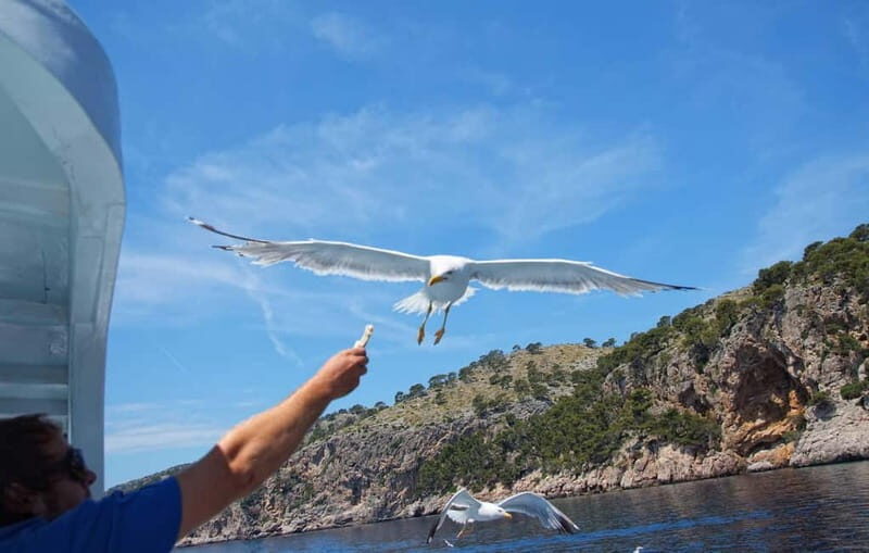 Can Picafort: Boat trips along the north coast of Mallorca - Can Picafort: Boat trips along the north coast of Mallorca — A comprehensive review