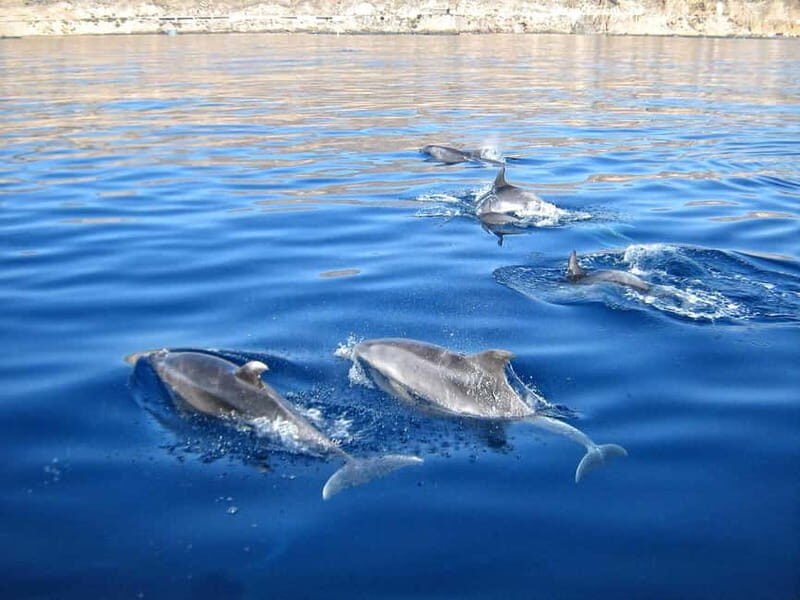 Can Picafort: Boat trips along the north coast of Mallorca - Frequently Asked Questions