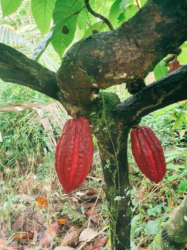 Can Tho: Countryside Cycling Tour with Cocoa Farm Visit - What’s Included and What to Expect