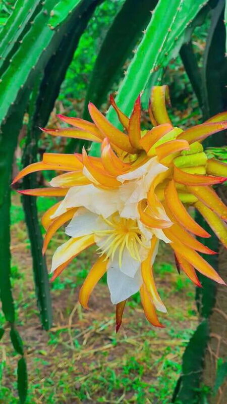 Can Tho: Countryside Cycling Tour with Cocoa Farm Visit - FAQ about the Can Tho Countryside Cycling Tour