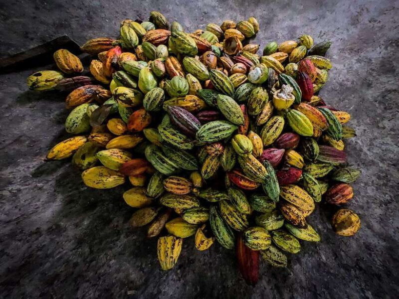 Can Tho: Floating Market & Cycling & Cacao Farm & Rice Field - Who Should Consider This Tour?