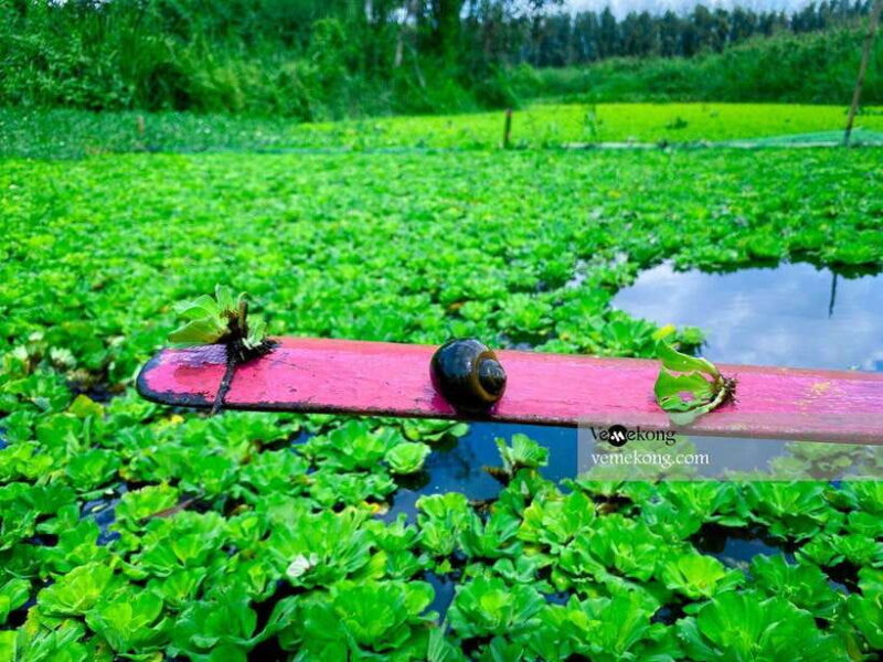 Can Tho: Lung Ngoc Hoang Forest Nature Reserve Half-Day Tour - In-Depth Review of the Lung Ngoc Hoang Forest Tour