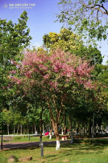 Can Tho: University Tour with Tasting & Sightseeing in CT - The Food Street Finale