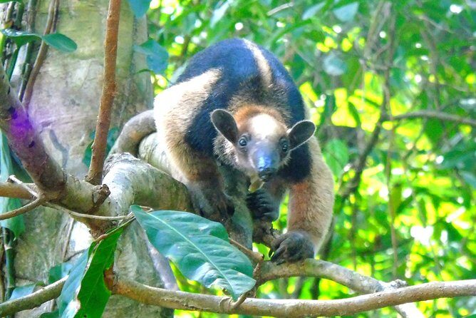 Canal expansion Agua Clara, Rainforest safari & San Lorenzo Fort - Key Points