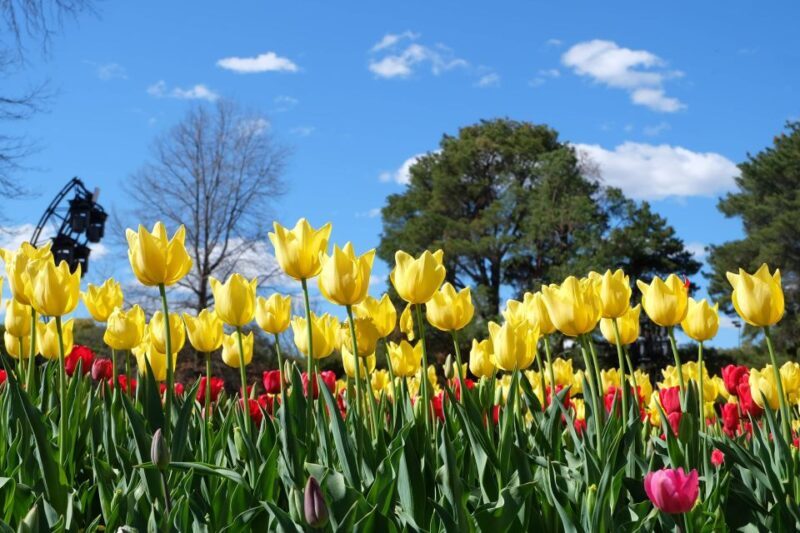 Canberra: Guided Tour of Floriade Festival with Transfers - A Deep Dive into the Canberra Floriade Tour