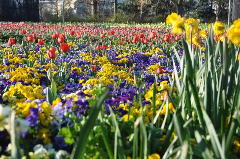 Canberra: Guided Tour of Floriade Festival with Transfers - Final Thoughts