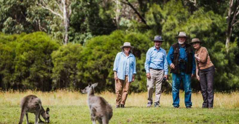 Canberra: Kangaroos and Koala Experience Tour - Starting Point: Easy Pickup and Scenic Drive
