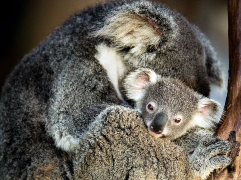 Canberra: Kangaroos and Koala Experience Tour - The Practical Side: What to Know Before You Go