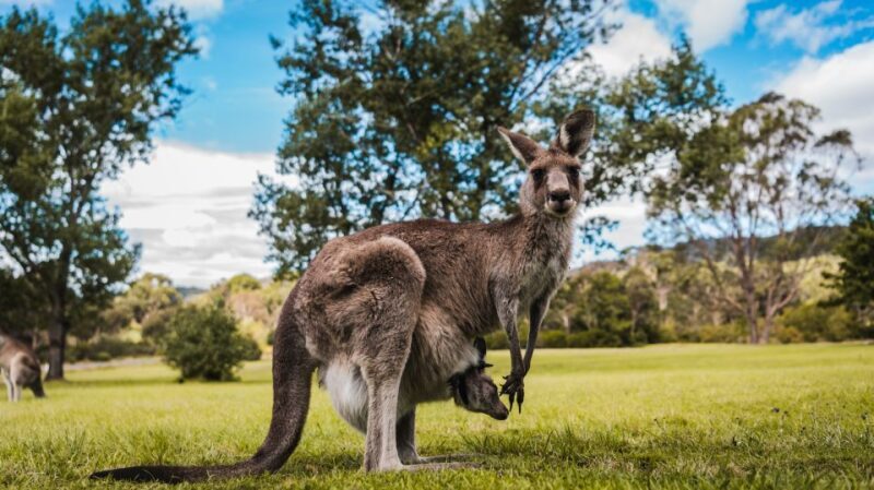 Canberra: Kangaroos and Koala Experience Tour - Summary Review