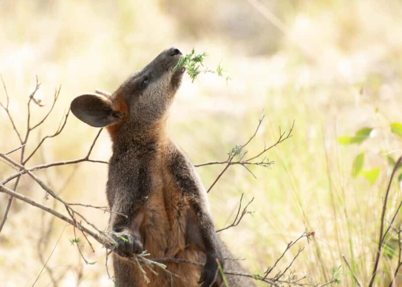 Canberra: Nature Tour with Lunch - Experience the Wildlife and Nature of Canberra with a Guided Tour
