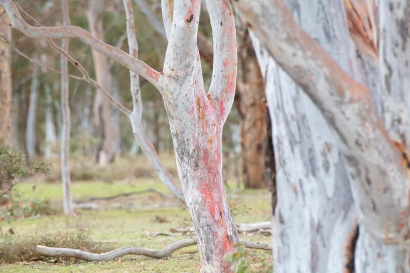 Canberra: Nature Tour with Lunch - Key Points
