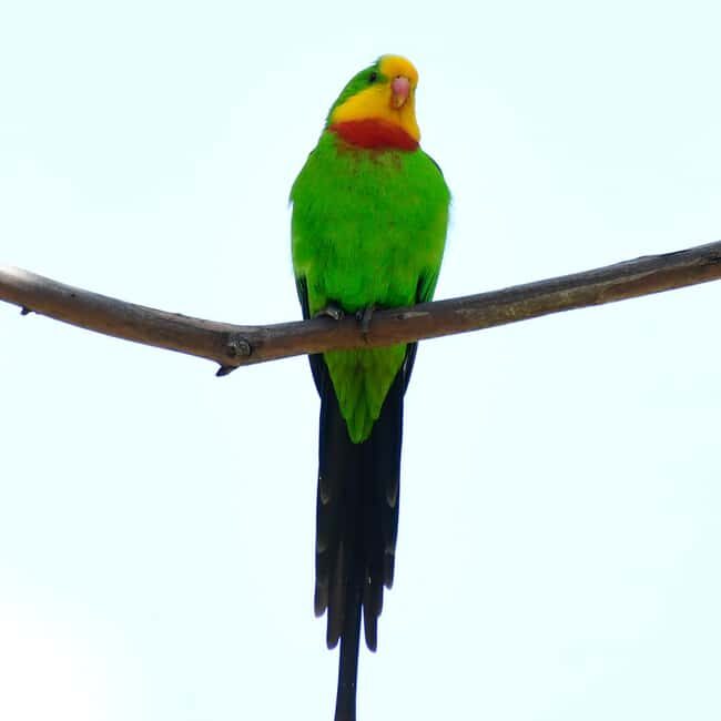 Canberra: Nature Tour with Lunch - What We Like (and What to Consider)
