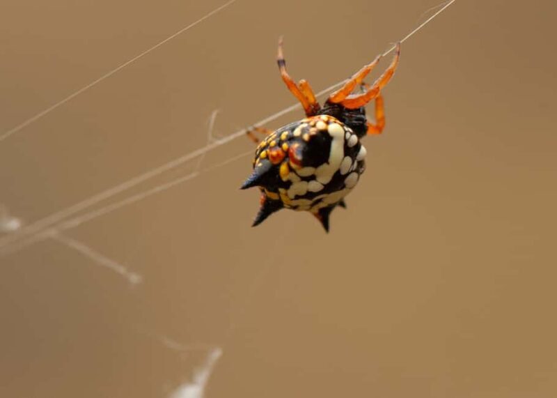 Canberra: Nature Tour with Lunch - Who Should Consider This Tour?