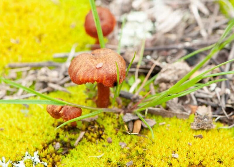 Canberra: Nature Tour with Lunch - Final Thoughts