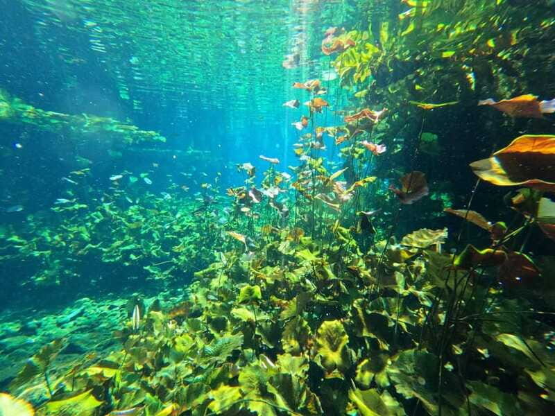 Cancun 2 Cenote Dives: The Pit + Nicte Ha - Certified Divers - FAQs