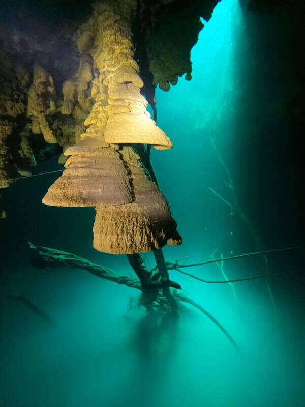 Cancun: 2 Dives in Cenotes Ki Ha + Zapote - Certified Divers - Why You’ll Love Diving in the Cenotes of Cancun