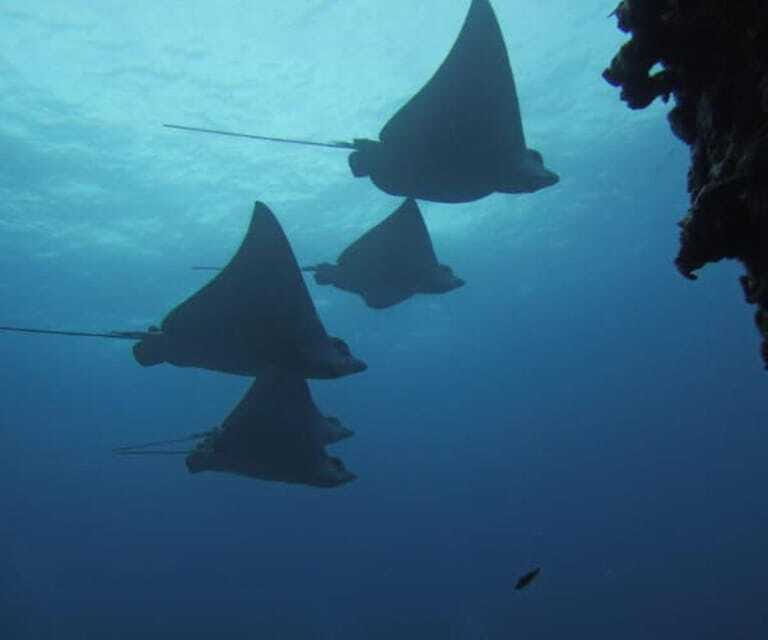 Cancun 2 Dives Shipwreck C55 or C58 & Reef -Certified Divers - Frequently Asked Questions