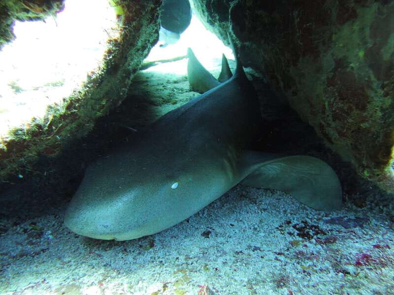 Cancun: 2 Reef Dives at Punta Cancun for Certified Divers - The Experience in Detail