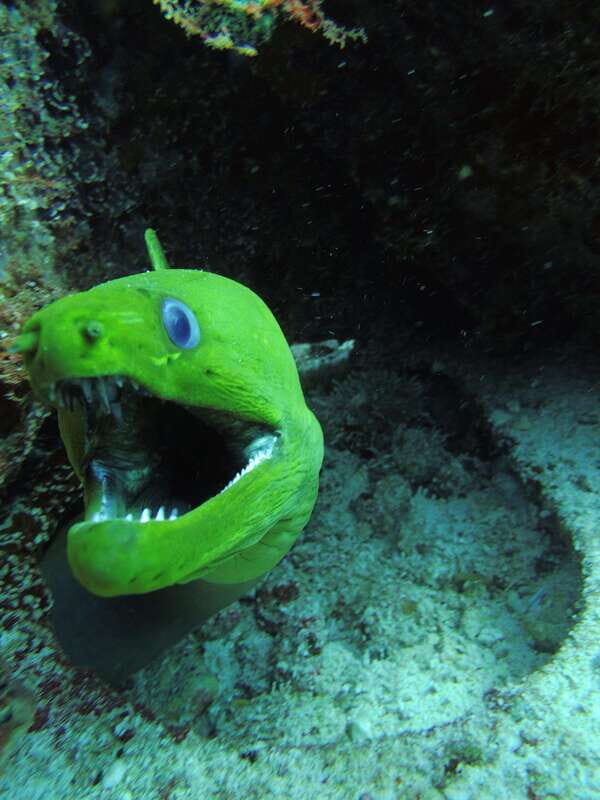 Cancun: 2 Reef Dives at Punta Cancun for Certified Divers - Who Should Consider This Tour?