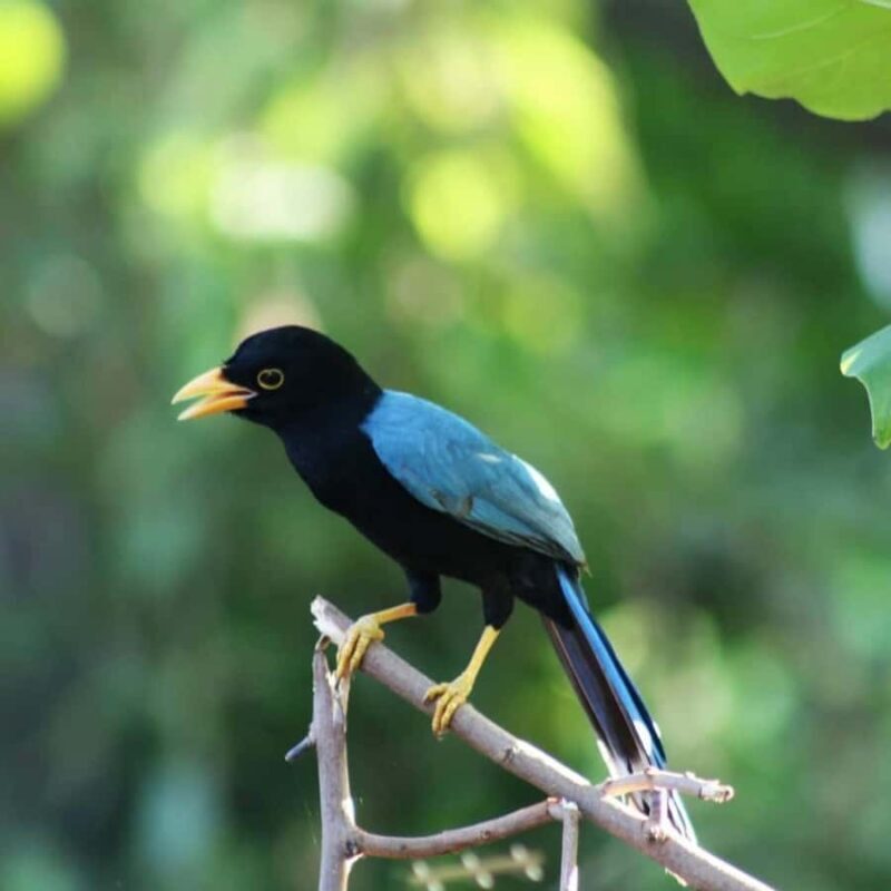 Cancún: Birds Photography Expedition with Transportation - Key Points