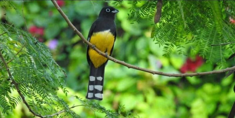 Cancún: Birds Photography Expedition with Transportation - A Deep Dive into the Bird Photography Expedition