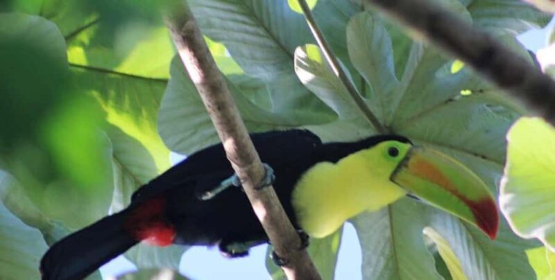 Cancún: Birds Photography Expedition with Transportation - Who Should Consider This Tour?