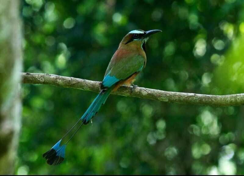 Cancún: Birds Photography Expedition with Transportation - Frequently Asked Questions