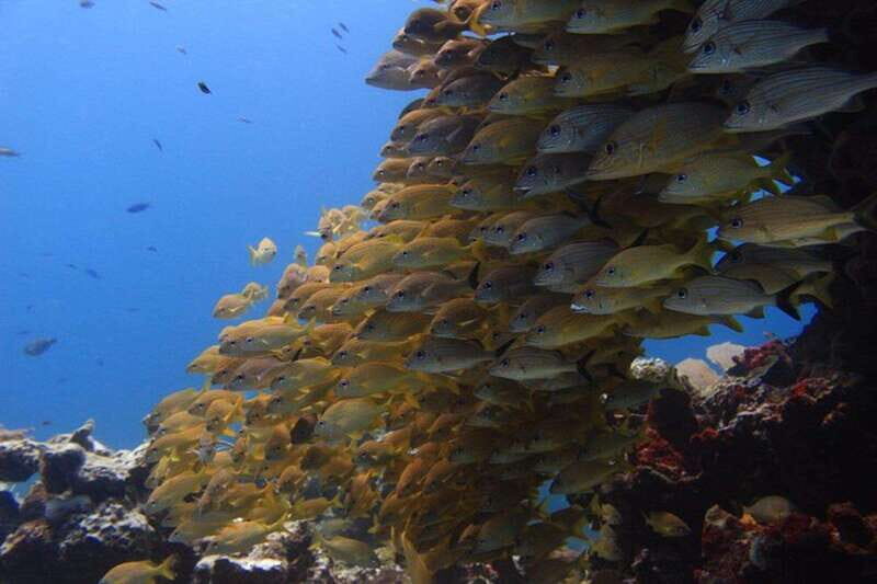 Cancun: Dive Underwater Museum & Manchones Reef - A Deep Dive into the Experience