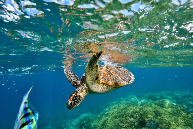 Cancun: Explore Tulum, swim with turtles, cenote, and snorkel in caves - Final Thoughts